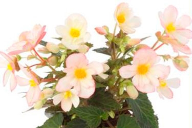 Begonia Waterfall Angel Soft Pink2 Variety Thumbnail.jpg